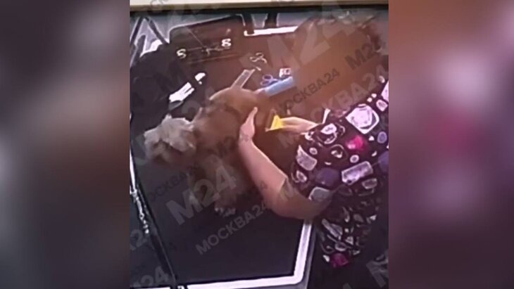 Грумер изрезала собаку породы мальтипу в Котельниках