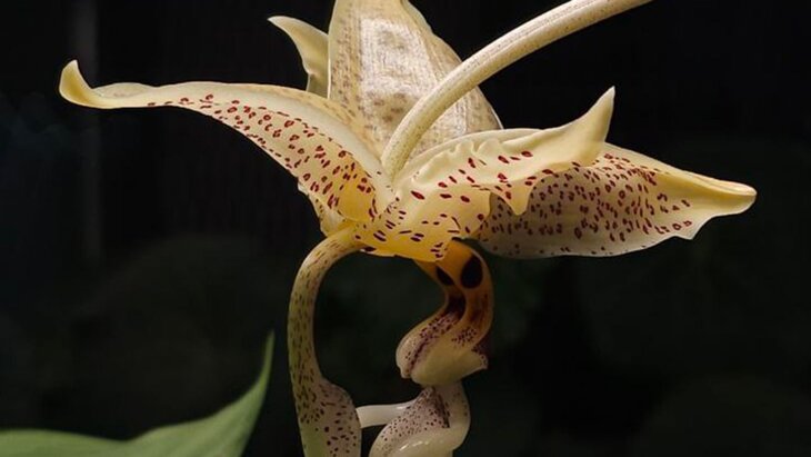 Стангопея глазчатая расцвела в "Аптекарском огороде"