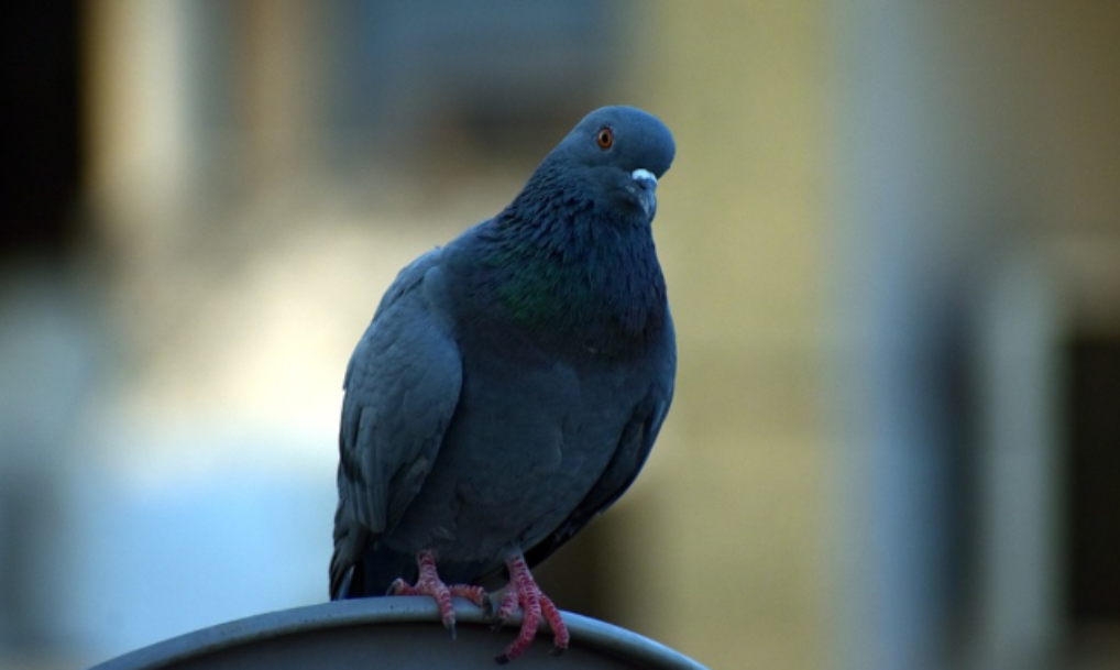 �������� �������: ����� ������ ���������� ���������������