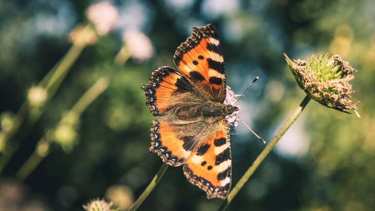 �� ������� ����������� ������ ������� ����� 200 ����� �������