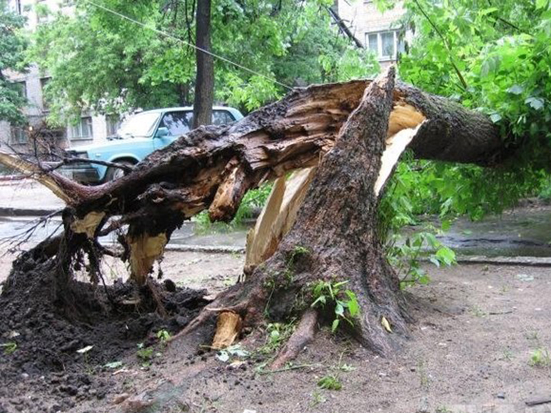 ����� , �����, �� ������