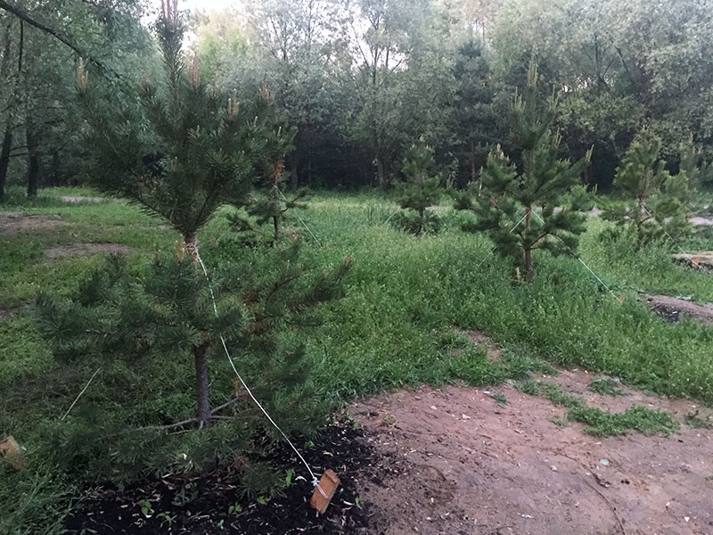 ������ ������� ������������� �� �������������� ���������� ���������� ������