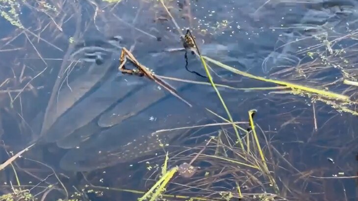 � "������� �������" ������� ������ ����