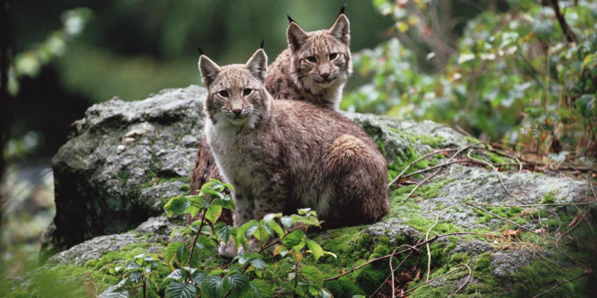 ������ � ����� ������� ������ ������� � �����