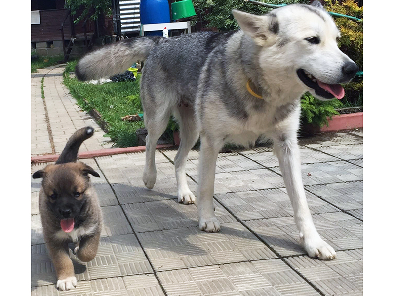 ����������������� ��������� ��������� �������� ������� �� ���������� ����