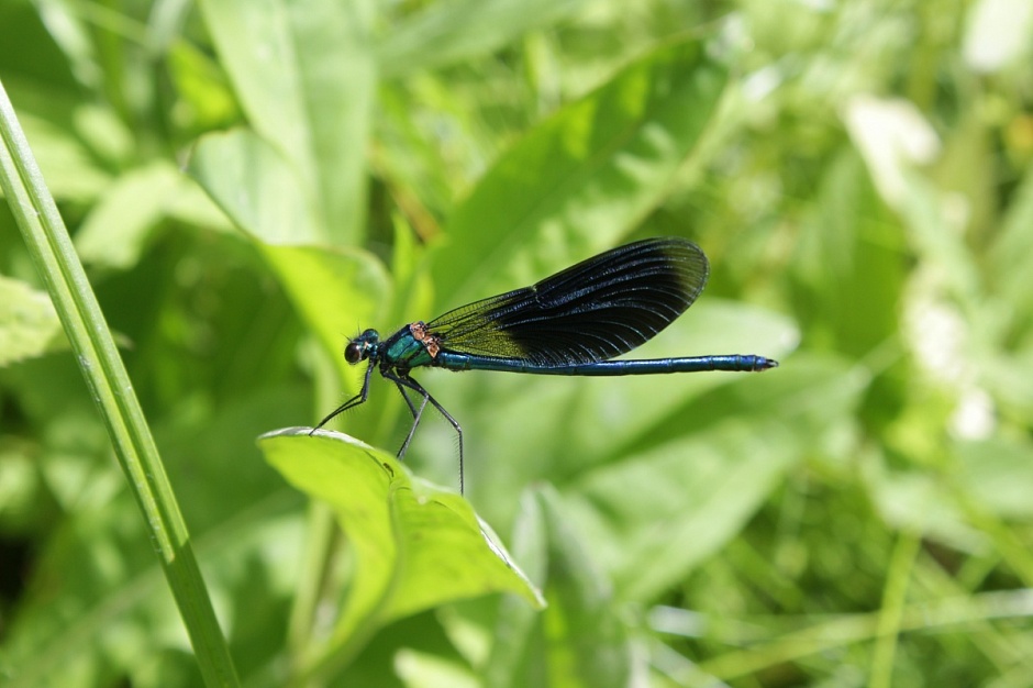 ������������� ��������� ���������� �� ������ �������