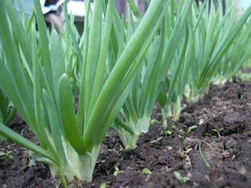 �������� ������ ��������� ������ ������ � ��������� ������