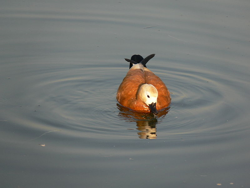 ������� ��������� ������ ��������� ��� ����