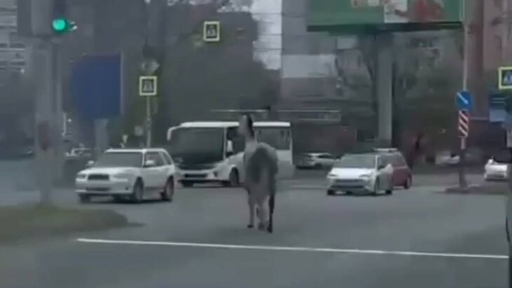 В Хабаровске орловский рысак сбежал от хозяина и спровоцировал ДТП
