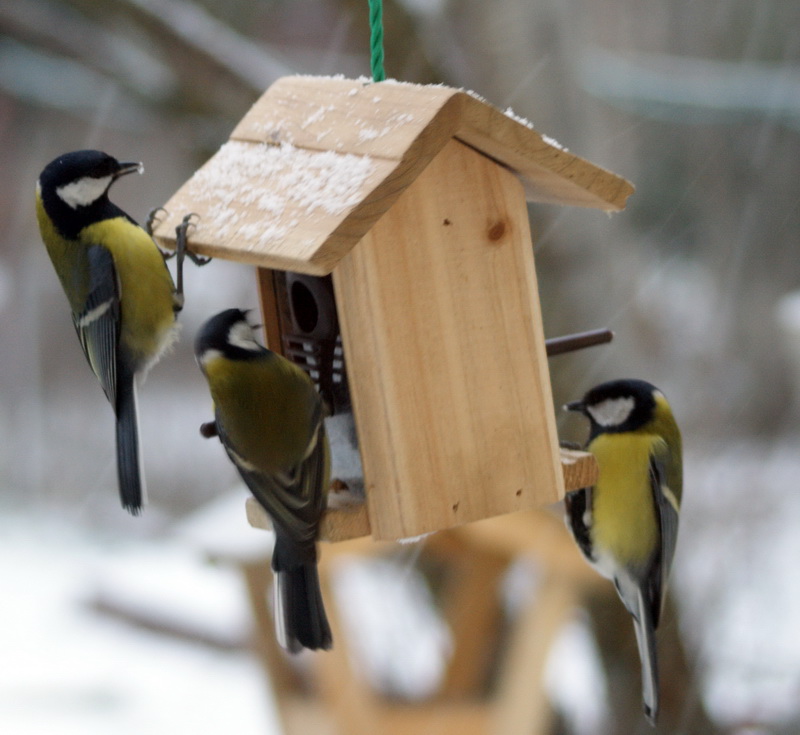 ���� ������ ������������ ������������� � ����� ����