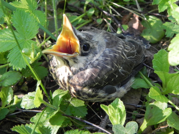 "����������" ������ �� ��������� �������