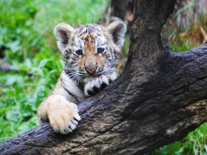 ���������� 4- ��������� �������� ��������� � �������