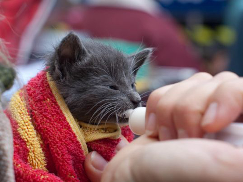 � ������� ������� ������������� ���� ������ ��������