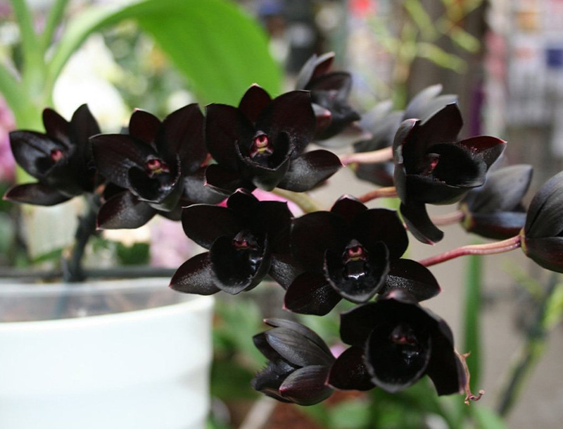 ������� ������ ������� ���������� �� ��������� �������, ������ �������� � �������� ������� ������������ ����