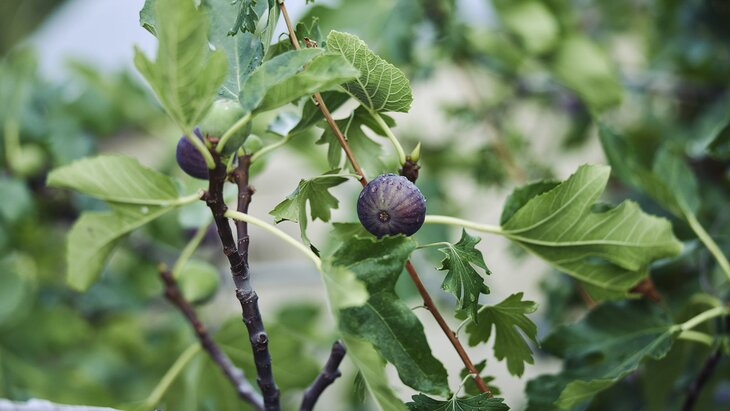 ������� ������� ��������� �������, ������� ����� �������� �� ���� � �����������