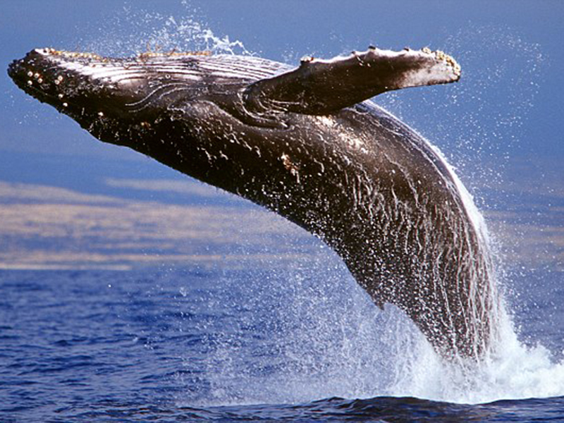 � ���������� �26 ������ ������� ����������� ���� �����