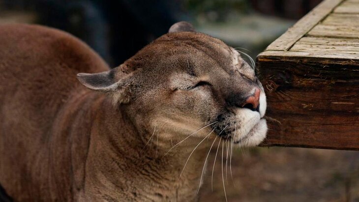 ������� ������-���������� �� ����������� �������� ������ �������� �� ������� � �����