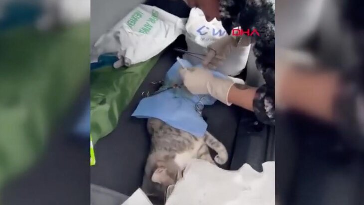 Стамбульский ветеринар прооперировал кошку в багажнике машины во время землетрясения