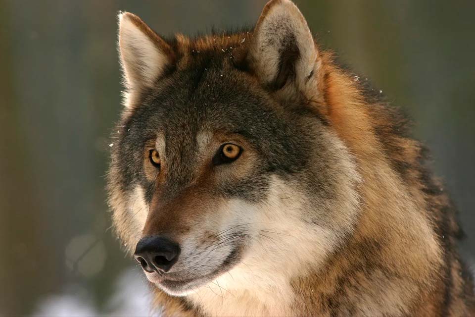 Волк