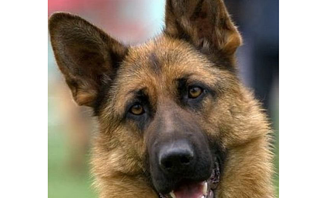 � ���������� ����� �������� �������� "��������" ��� �����