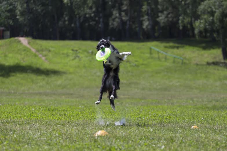 � ����� ������� ������ ������� ���������-2015�