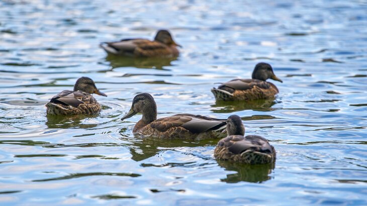 ������ ������� ����� �������� � ������