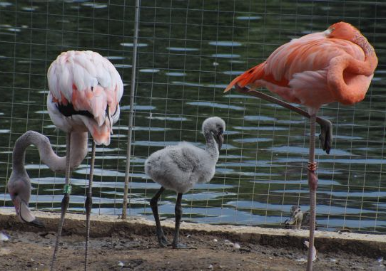 � ���������� �������� �������� ���� ��������