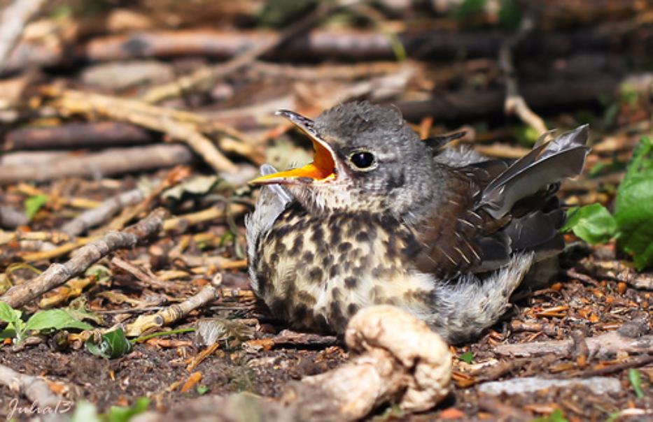 27 ���� �� ������ ������� ��������� ����� ������