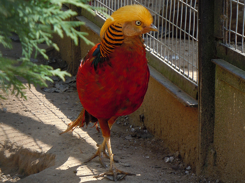 ������� ���, ������ � ������� - ����� ��������� � ���������� ��������