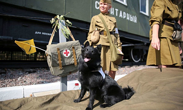 О посвященной Дню фронтовой собаки экспозиции в Музее Победы