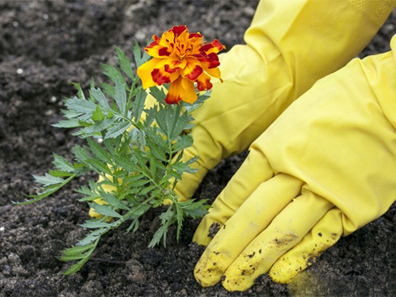 Посадить бархатцы под зиму в грунт семенами. Бархатцы когда сажать на рассаду. Высадка бархатцев рассадой. Бархатцы в грунт. Посадка бархатцев в открытый грунт.