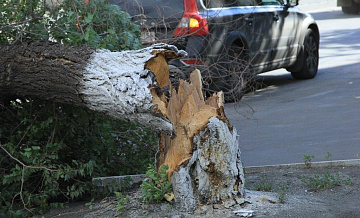 Дерево перекрыло движение на Кутузовском проспекте