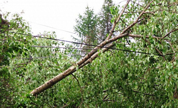 Упавшее в парке «Фили» дерево повредило линию электропередачи